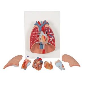 Modelo de pulmon 7 piezas