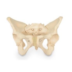 Pelvis femenina osea Cat