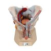 Pelvis masculina con ligamentos nervios y órganos (7 partes) Cat. 3BS-H21-3 3b Scientific