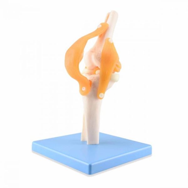Articulacion De Rodilla