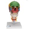 Craneo clasico didactico con columna cervical, 4 partes Cat. 3BS-A20/2 3b Scientific