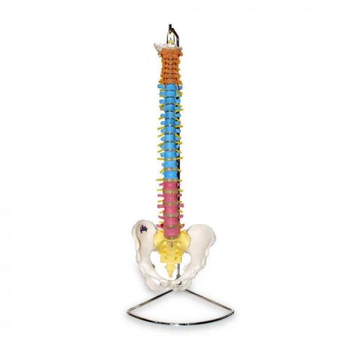 Columna vertebral de colores