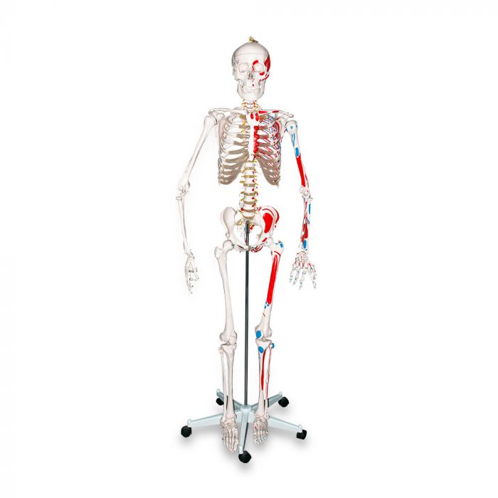 Esqueleto completo de 170 cms